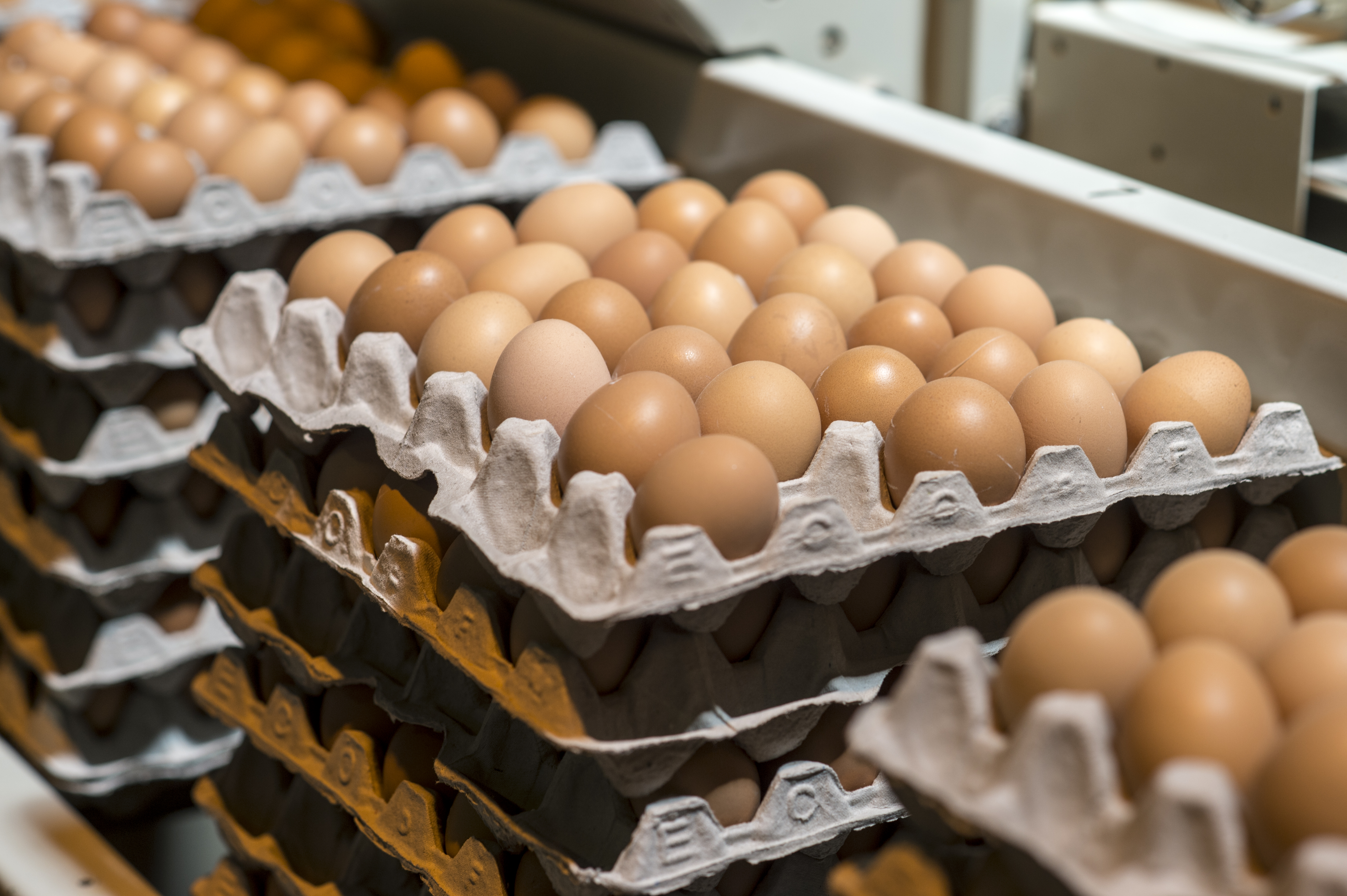 Stock image of stacks of brown eggs in cardboard trays on a conveyor belt in a production facility.