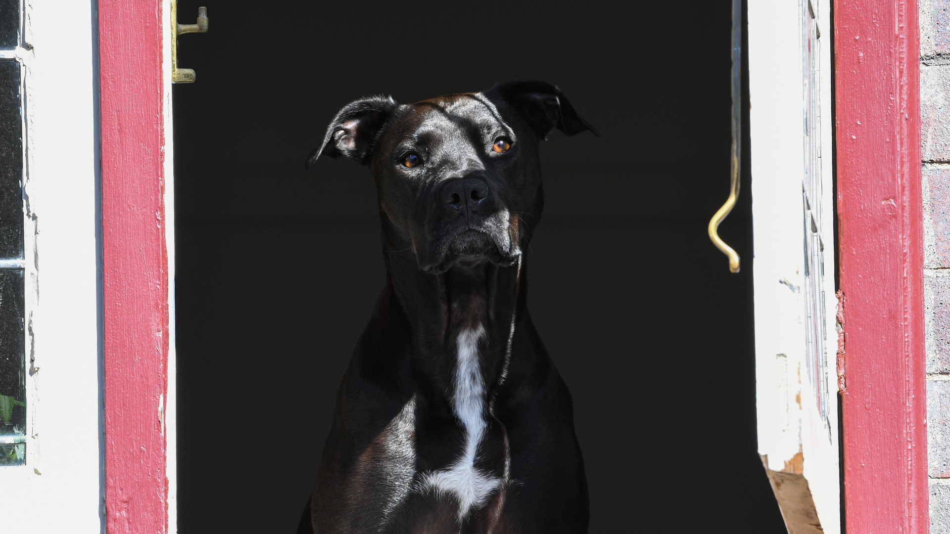 A black dog with a white chest stands in a doorway, framed by red-painted wood, looking curiously into the distance.