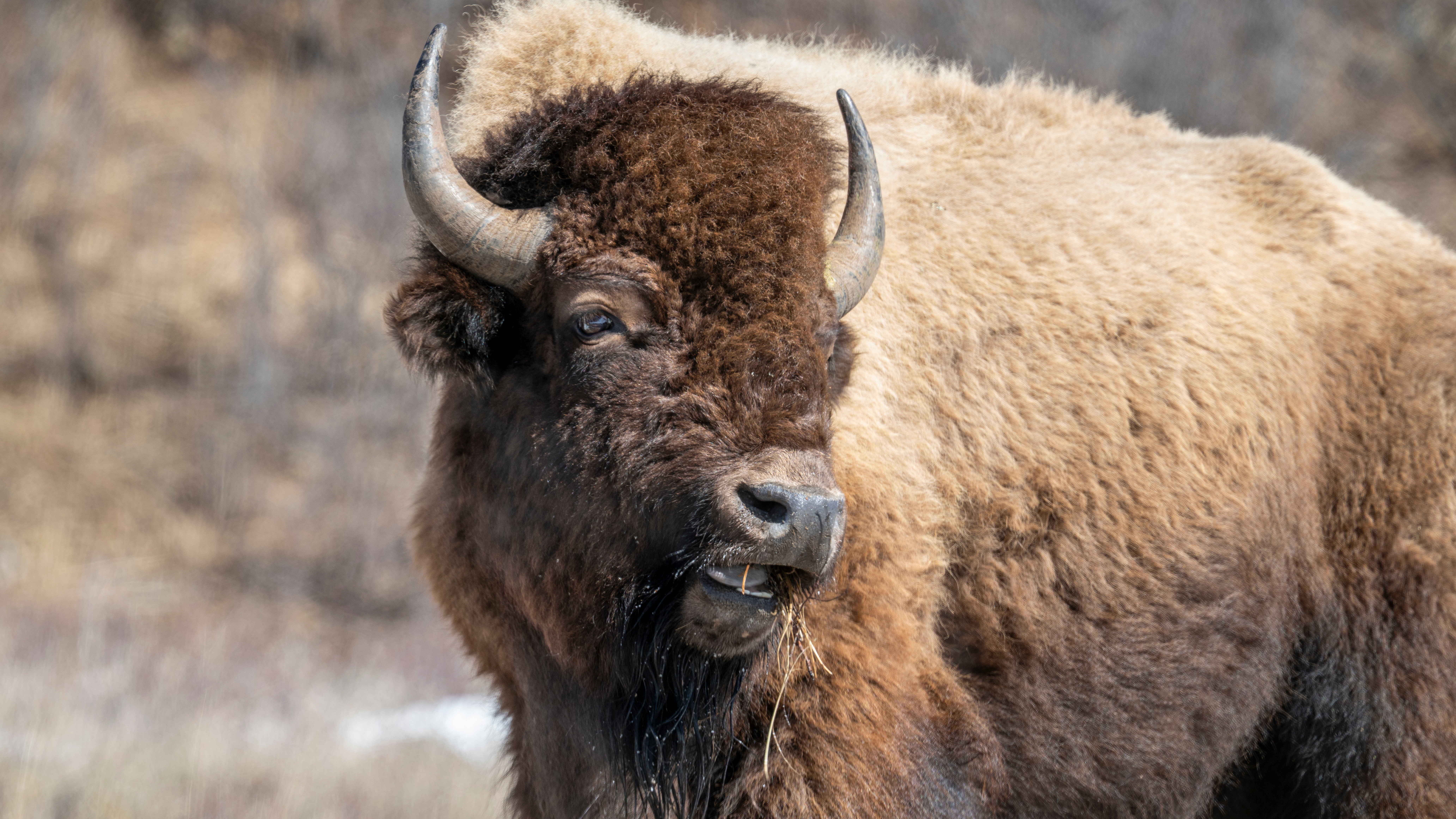 Yellowstone National Park - American Bison