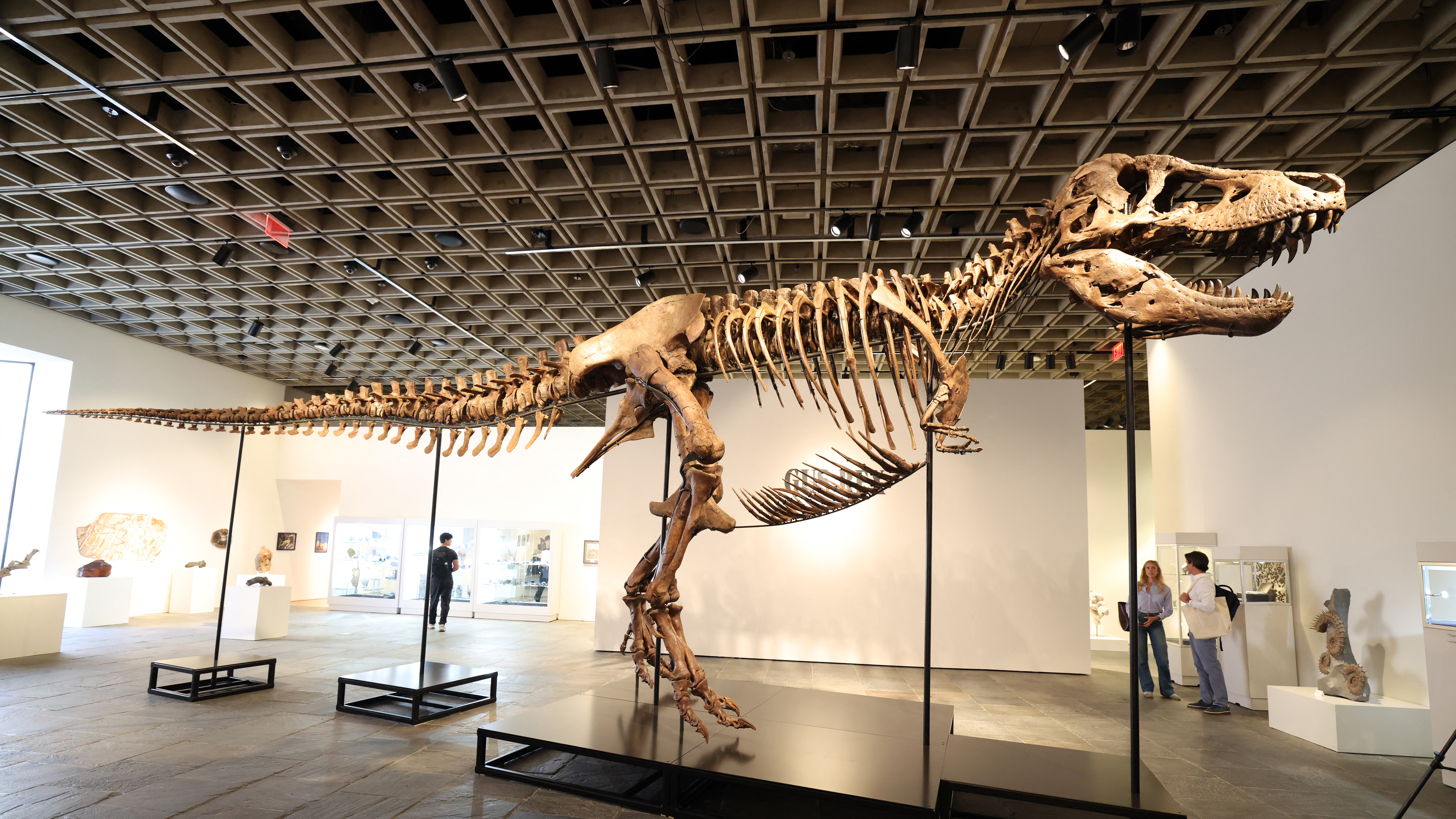 US-AUCTION-SOTHEBYS-DINOSAUR-FOSSIL