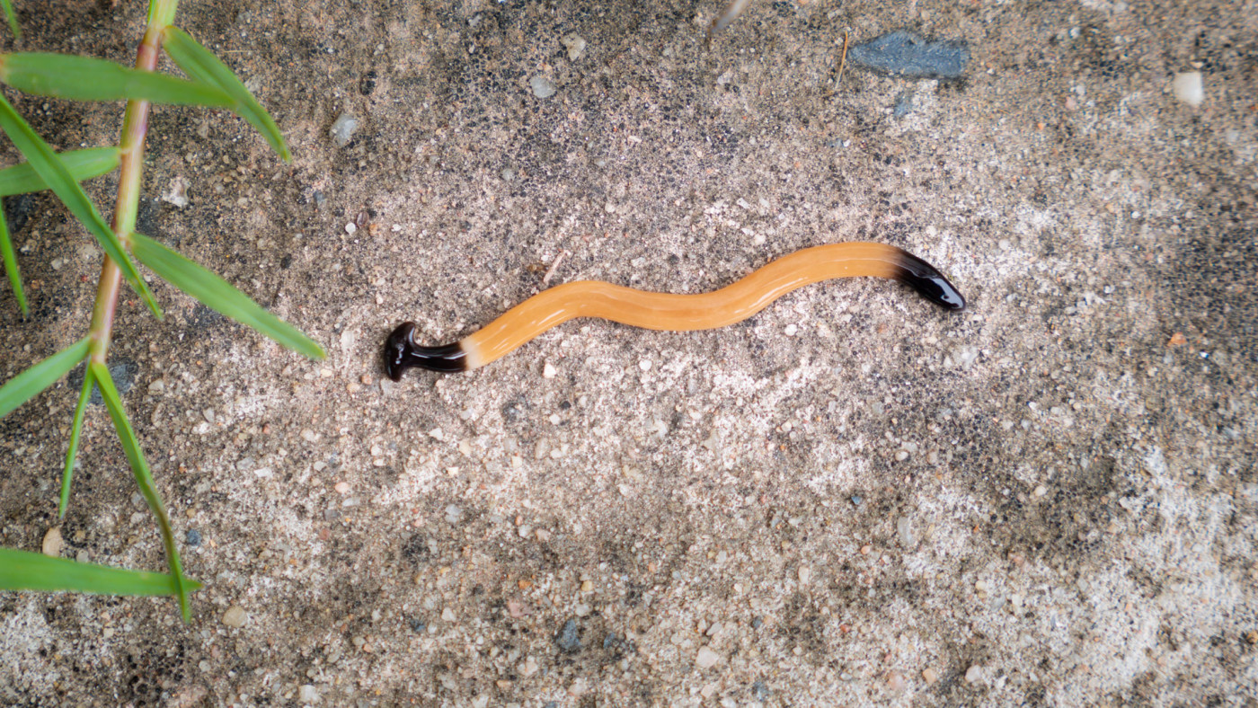 Invasive Worm Species Spotted in Georgia | Complex