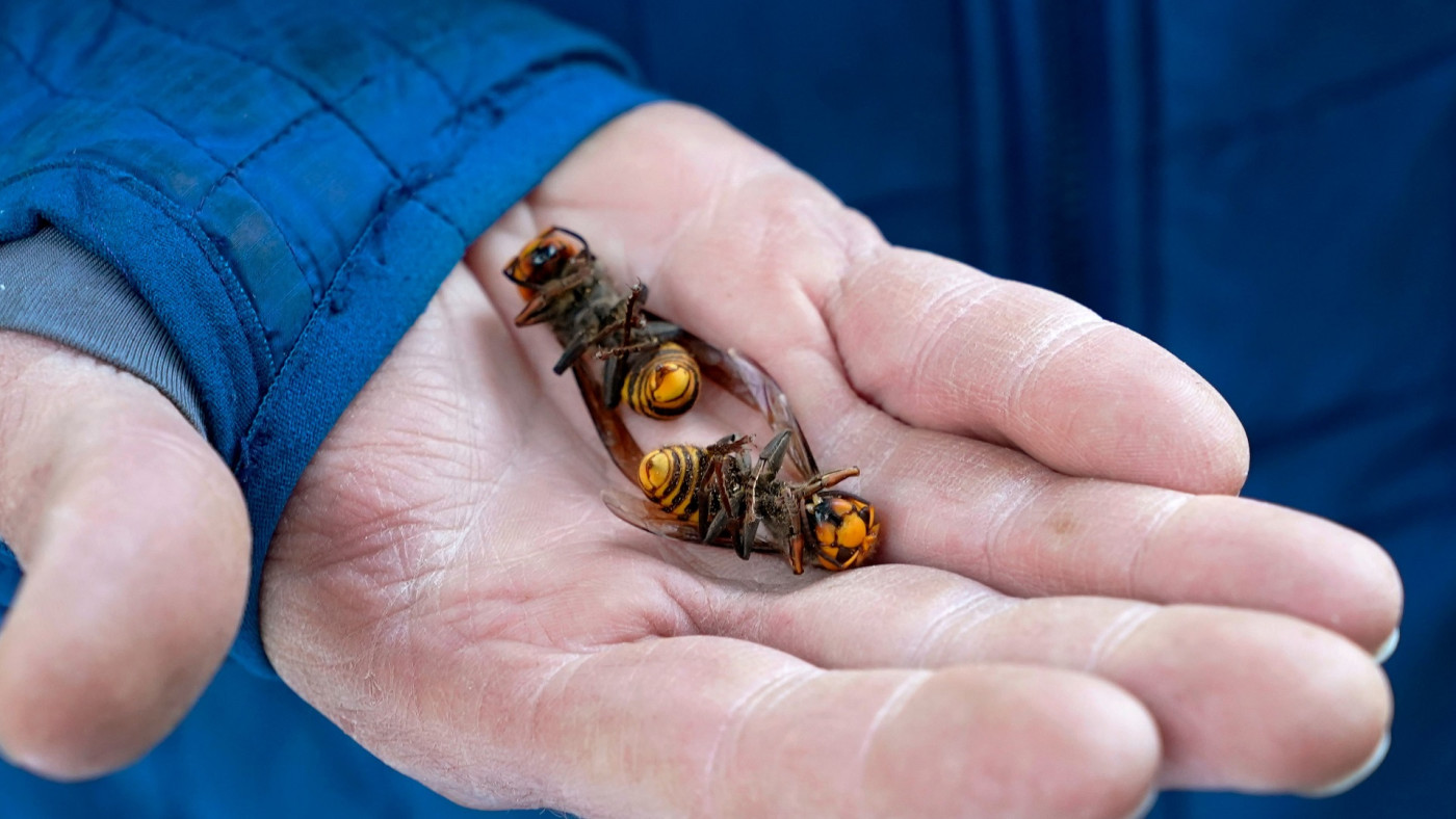 murder hornet destroyed hornets