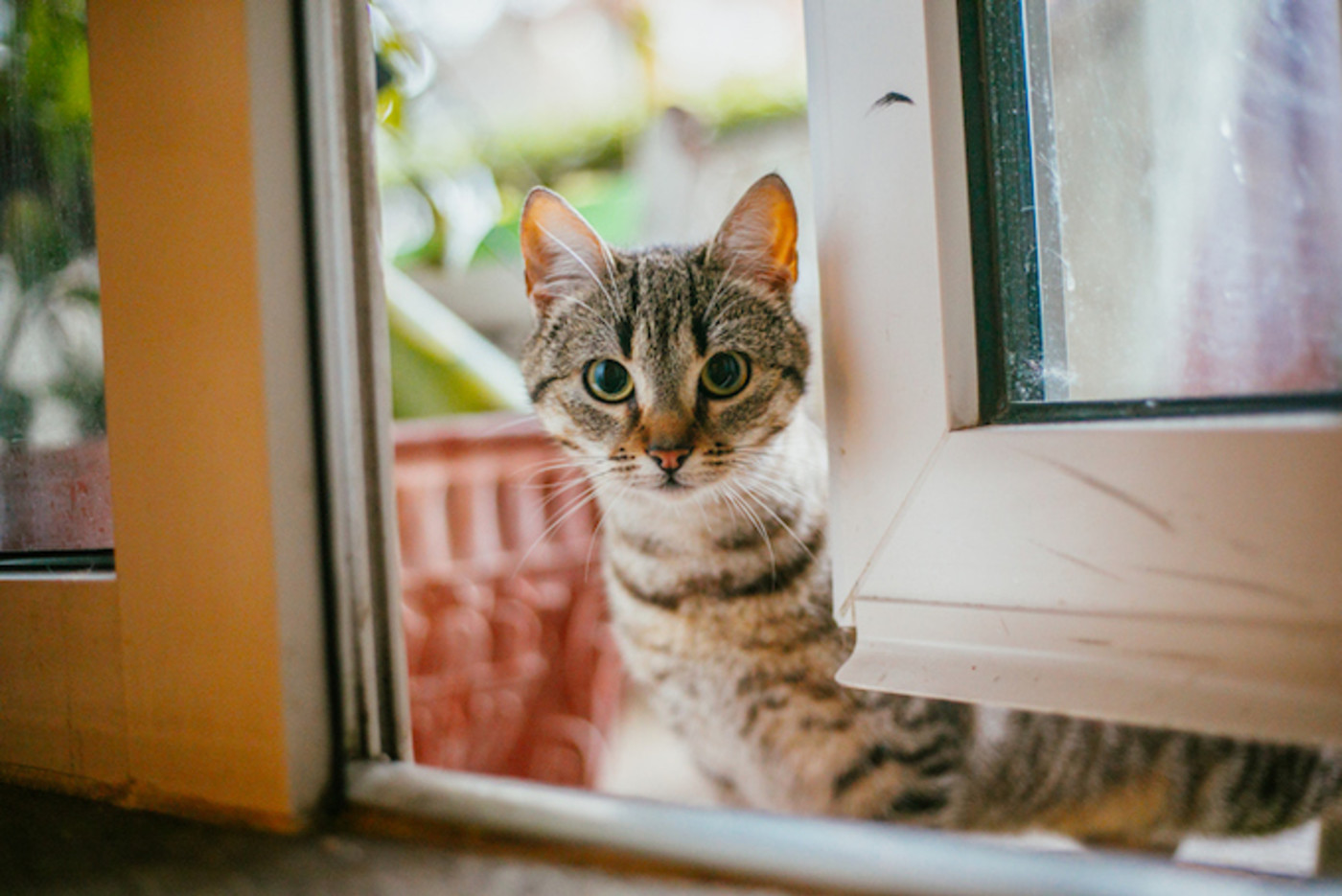 Houston Cat Leads Other Cats To Freedom And Now Everyone Wants To