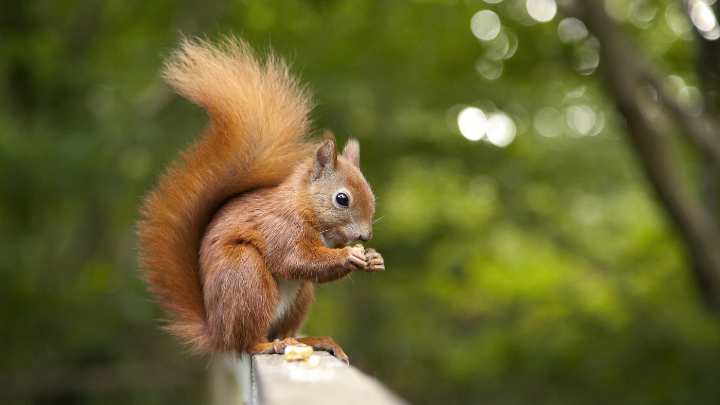 Viral Video Shows Squirrel In Minnesota Get Drunk On Fermented Pears Complex