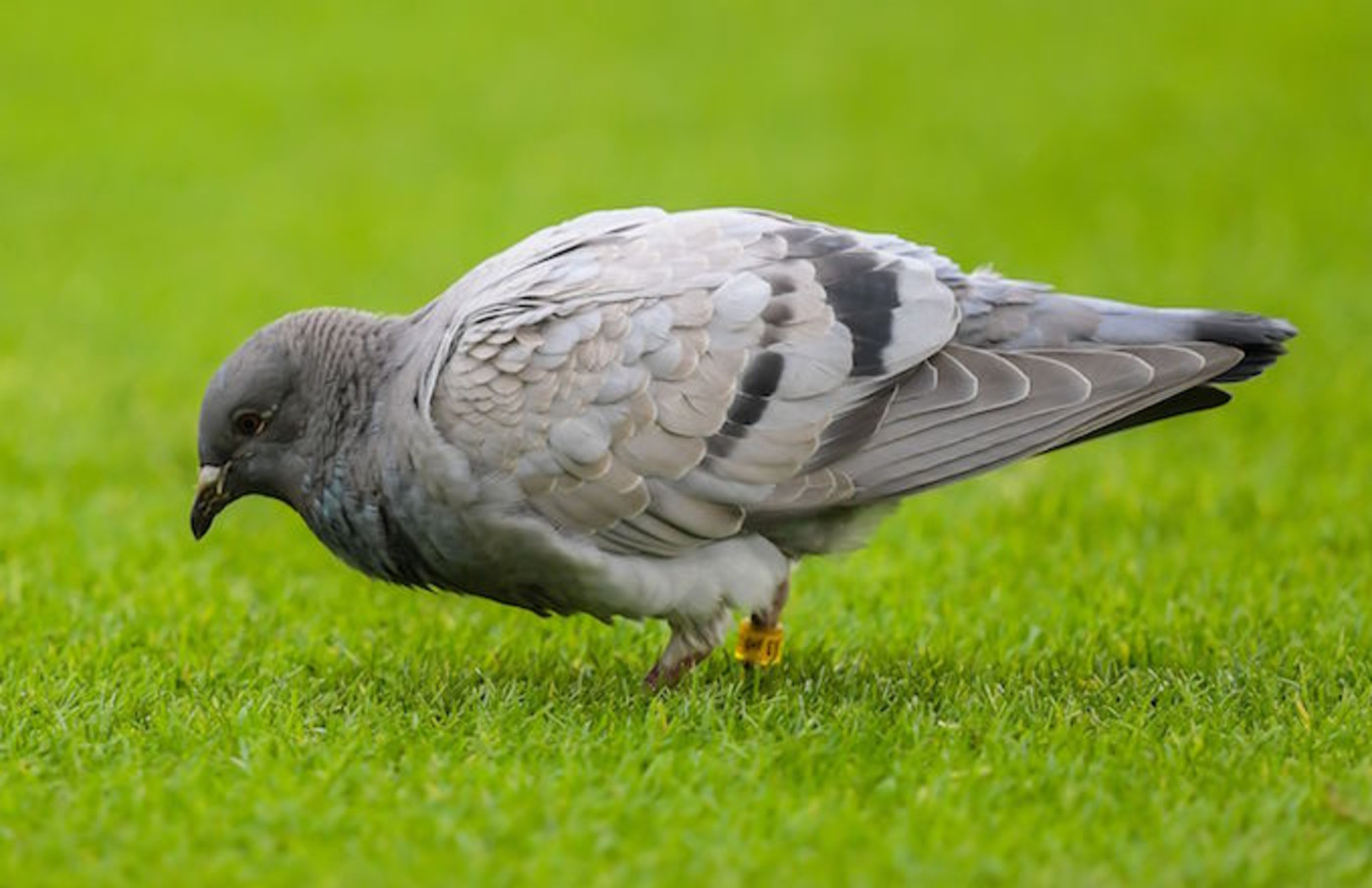 Animal Rescue Group Looks To Remove Tiny Cowboy Hats From Pigeons