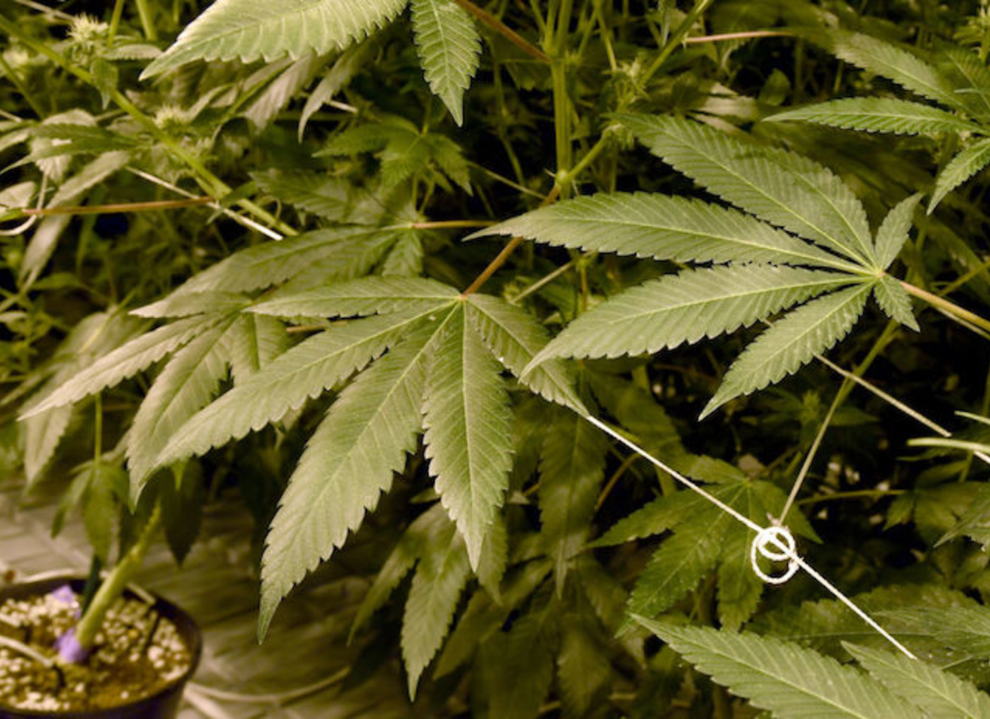 Two Men Caught With 1.8 Million in Pot in Ireland Complex