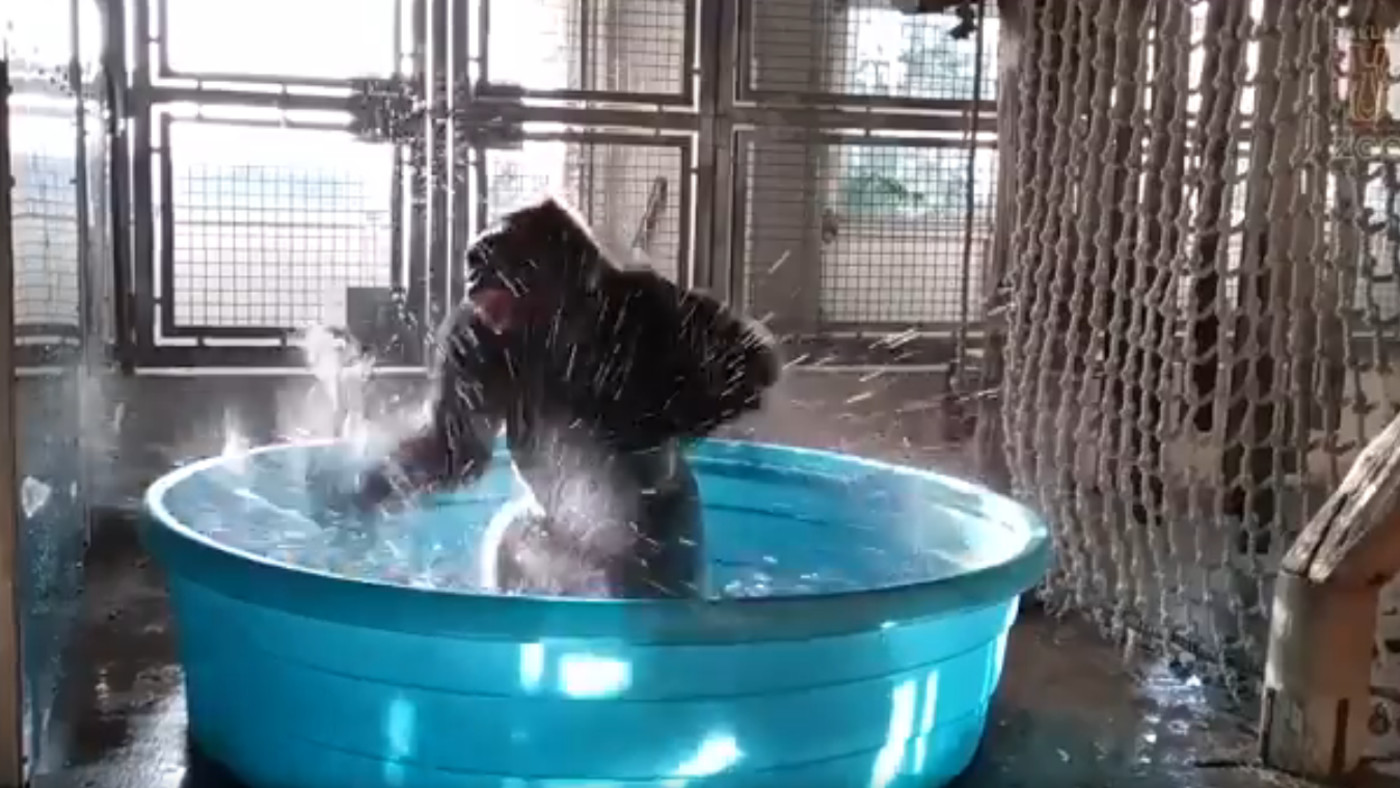 Animals Dancing To Maniac Is The Best New Internet Trend Complex