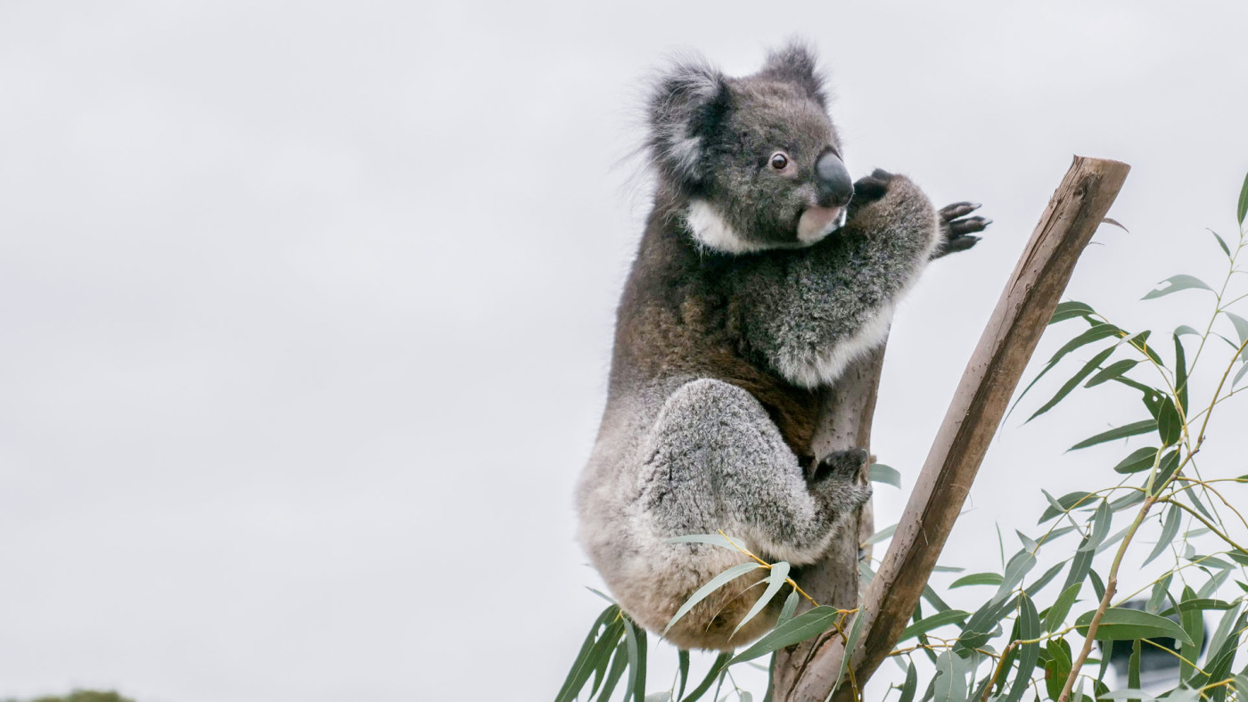 Koalas Could Extinct in New South Wales Before 2050 Complex