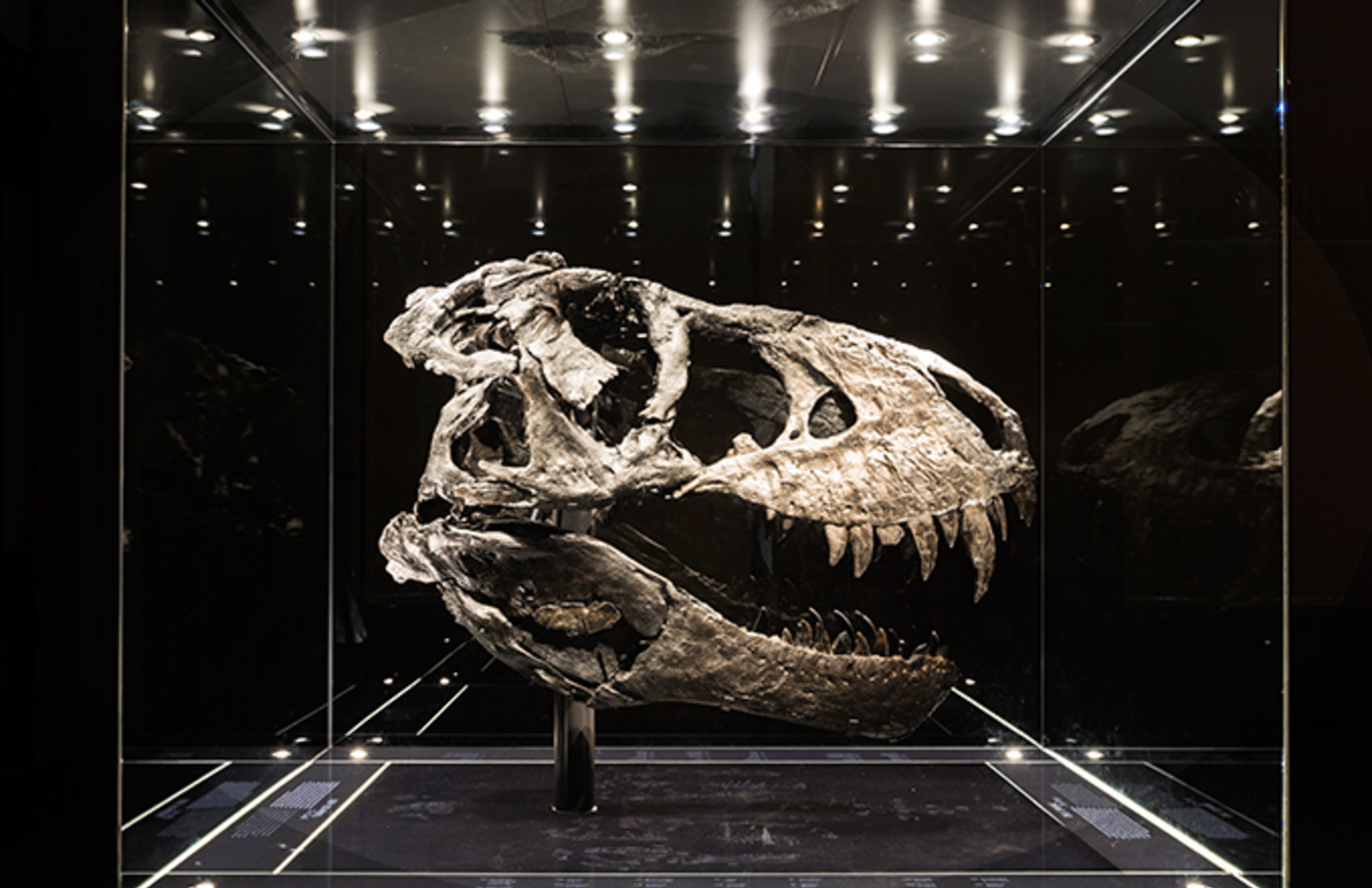 t rex actual