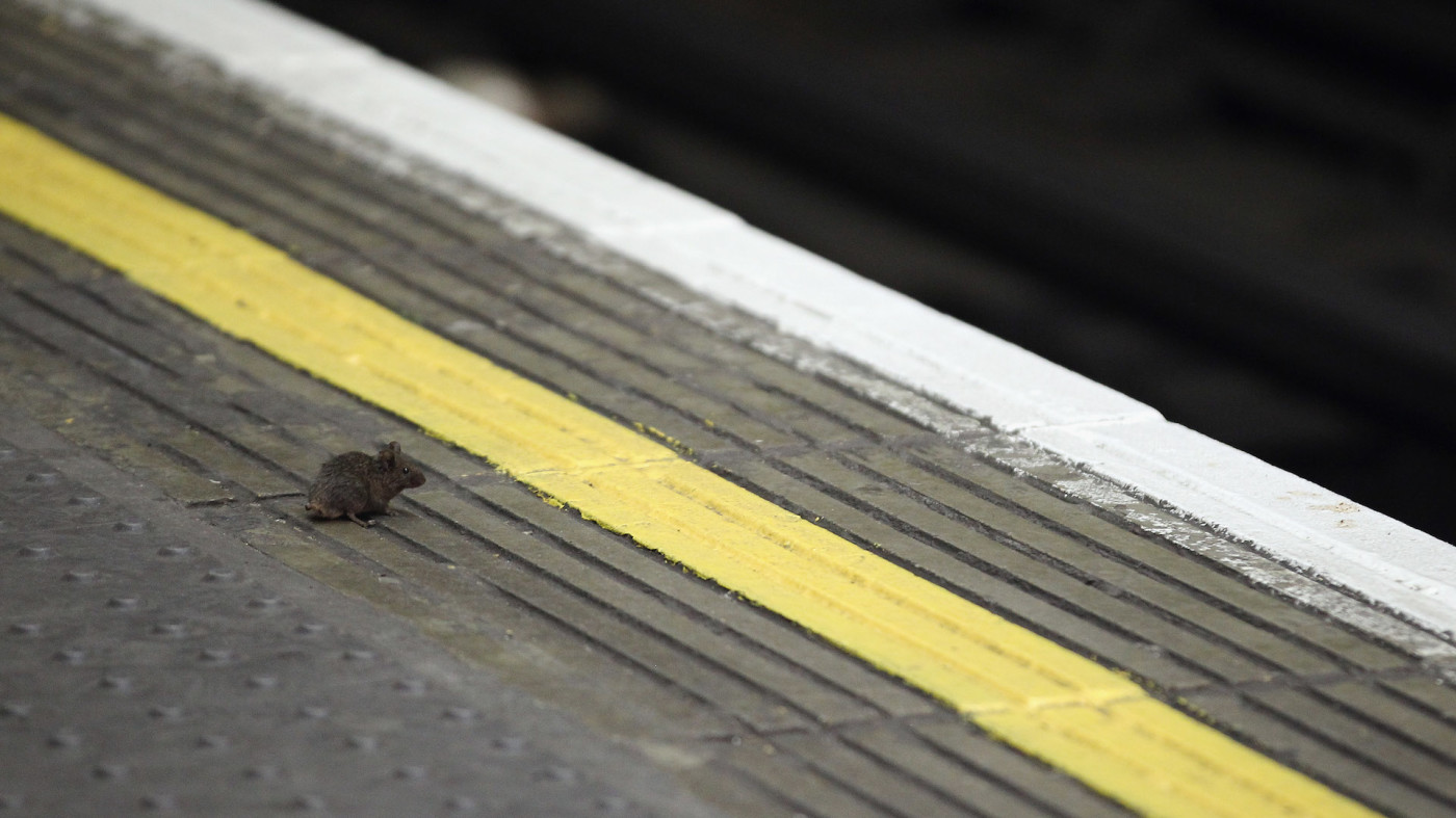 Photo of Mice Squabbling Over Crumbs London Subway Station Wins Award