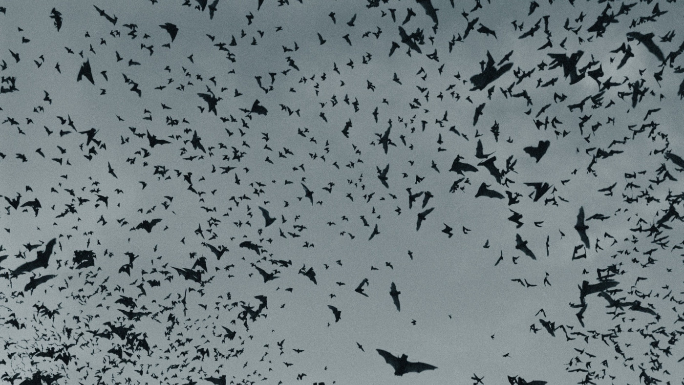 Wallpaper Viral Photo Of Human Sized Bat Resurfaces And People Are Fact For iPhone