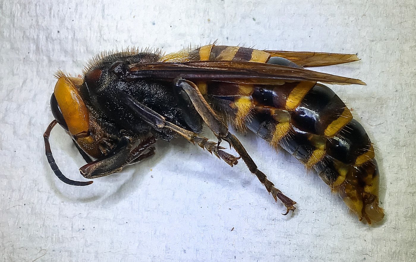Washington State Traps ‘Murder Hornet’ for First Time | Complex