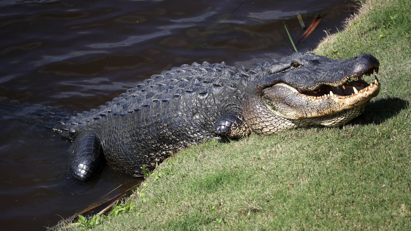 South Carolina Woman Dies After 'Alligator Encounter' (UPDATE) Complex
