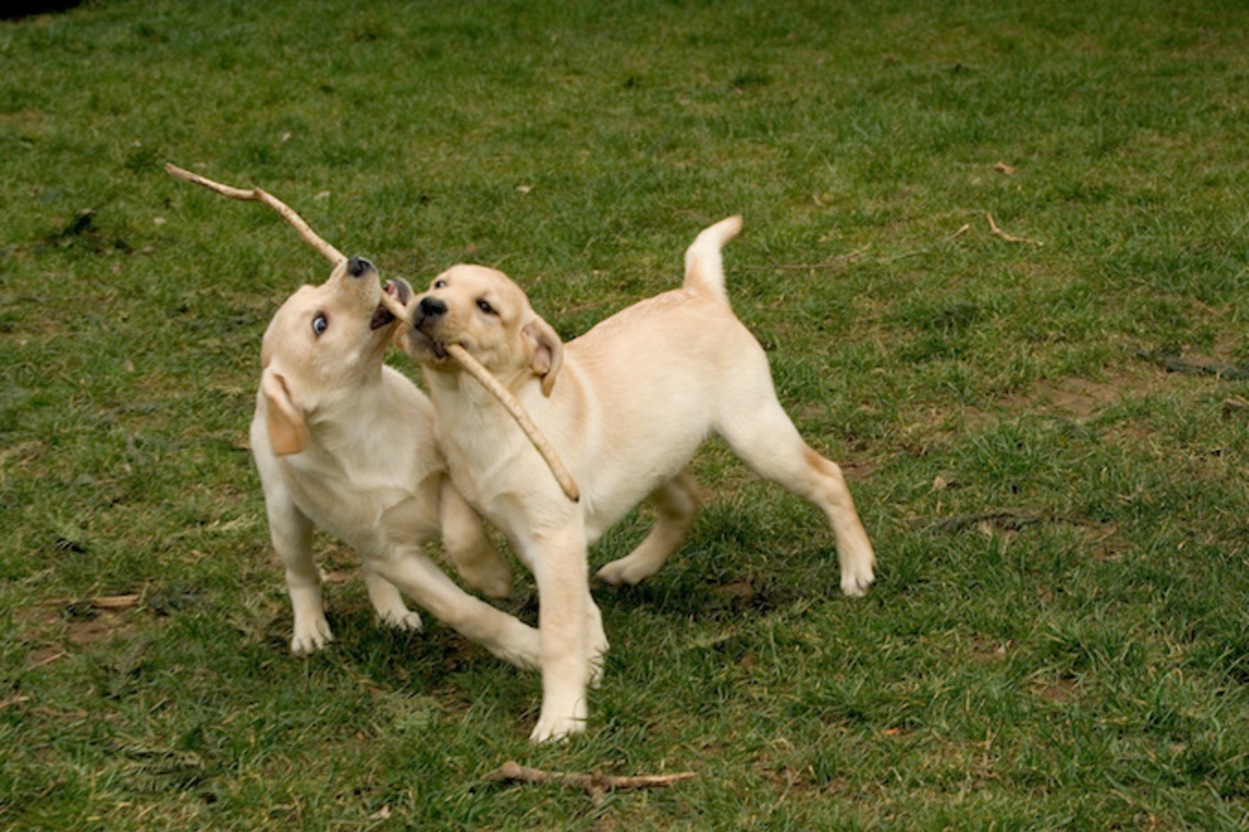 Scientists Create New Formula To Calculate Your Dog S Age In Human