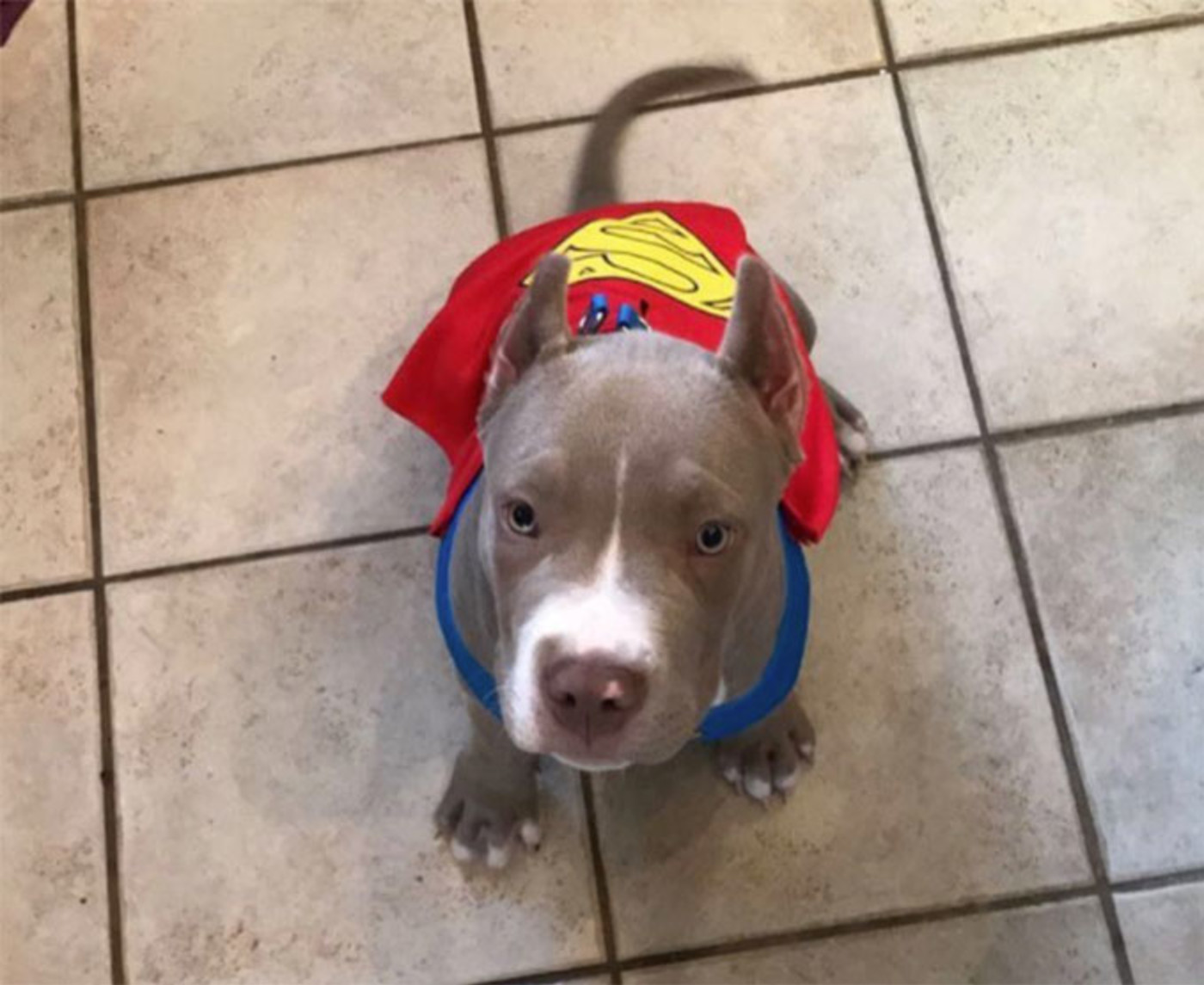 Dez bryant dog jersey