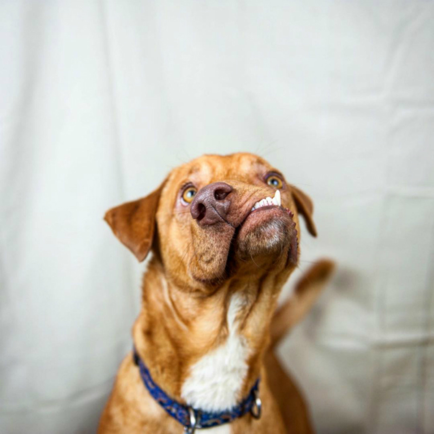 meet picasso the ugly dog that no one wanted and the internet is now obsessed with
