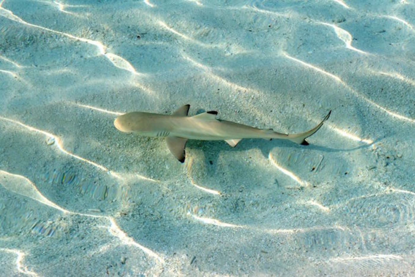 Baby Shark Children S Song Hits Top 40 Thanks To New Challenge