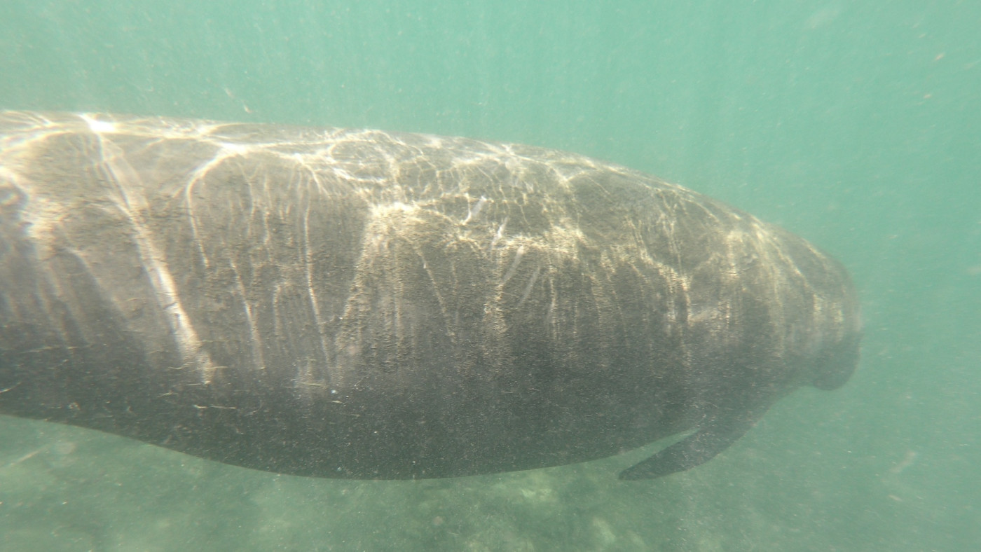 Feds Searching for Person Who Carved 'Trump' Into Manatee ...