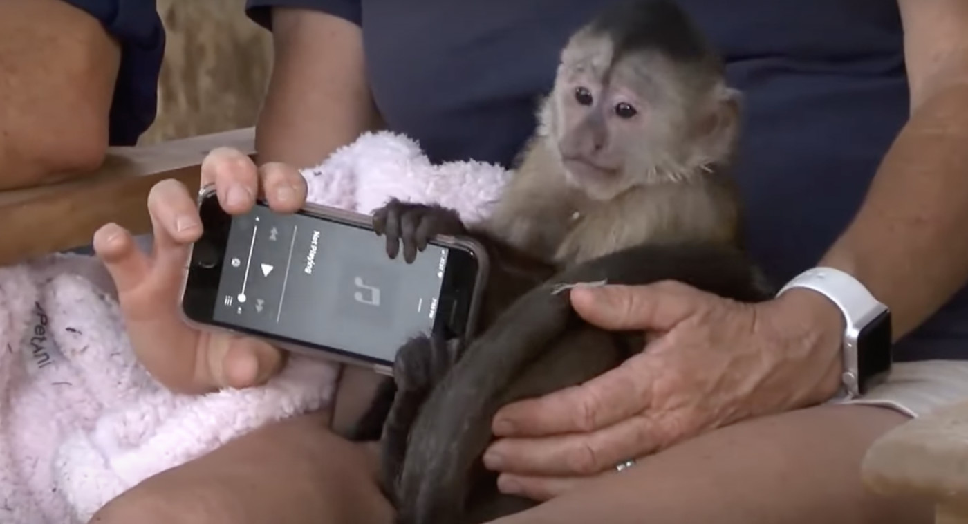monkey on phone video