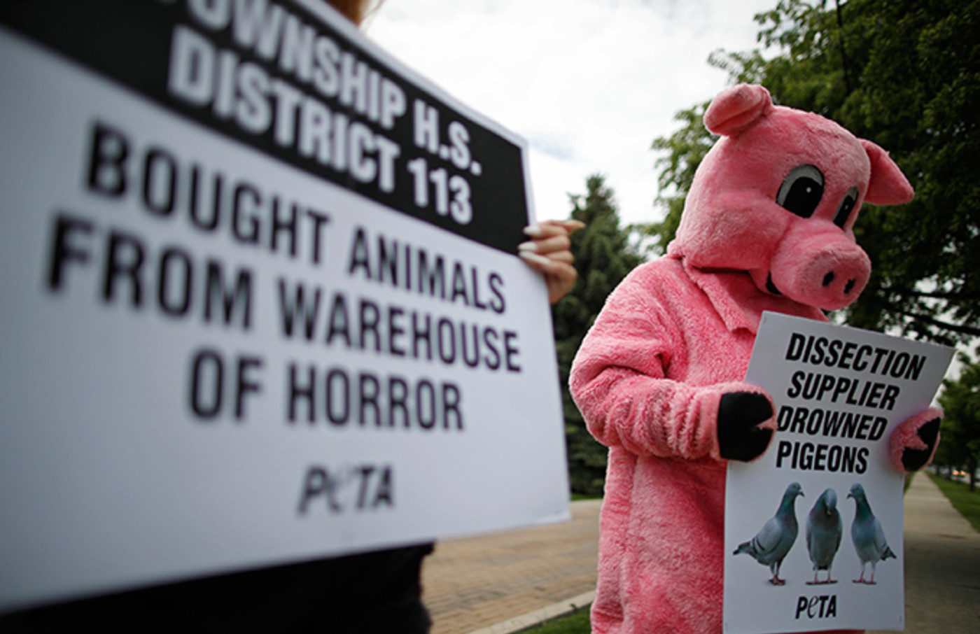 Peta Compares Phrases Like Beat A Dead Horse To Racism And Homophobia Complex