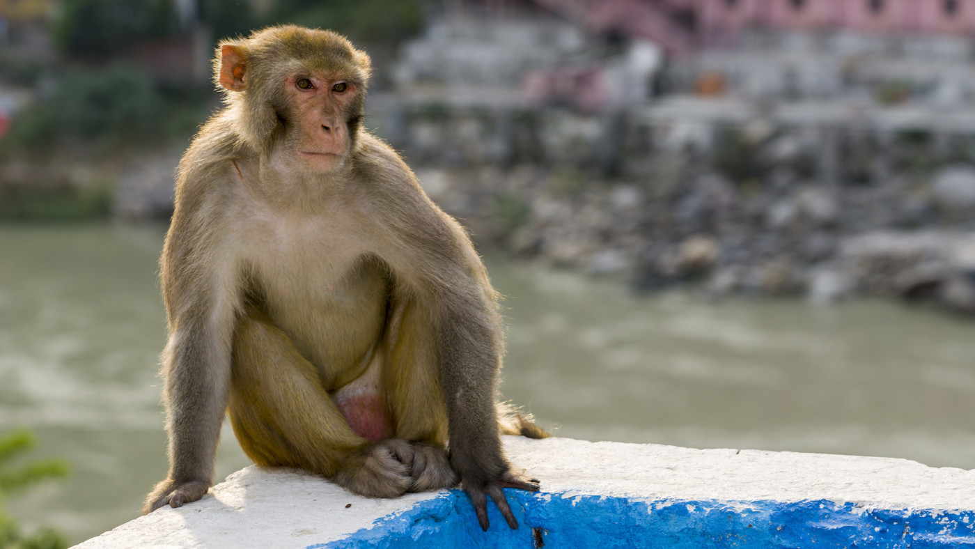 Oxford University Vaccine Prevents 6 Monkeys From Contracting Covid 19 Complex