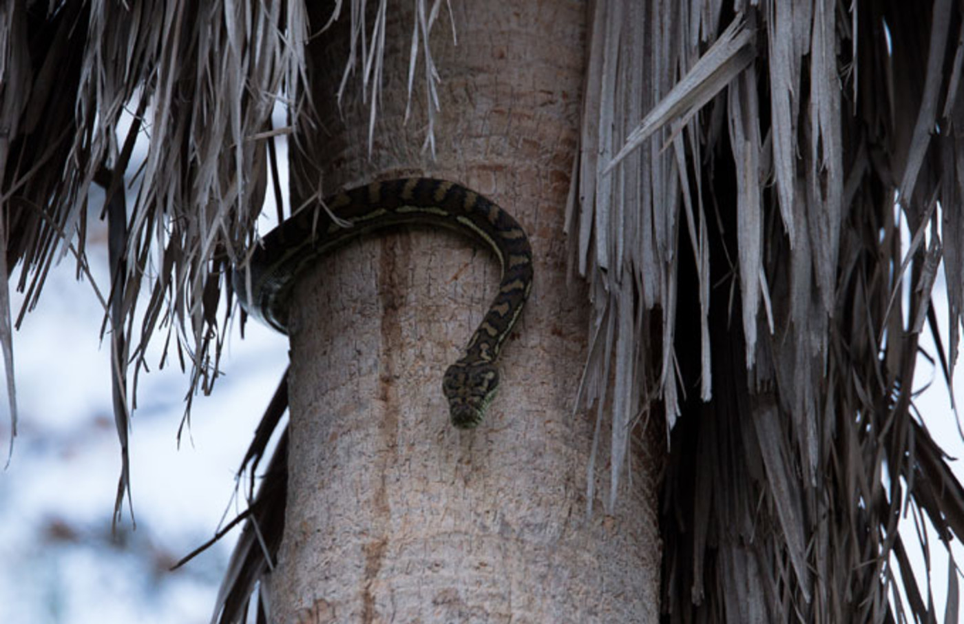 A Record-Breaking 17-Foot Python Was Discovered at a Florida Preserve ...