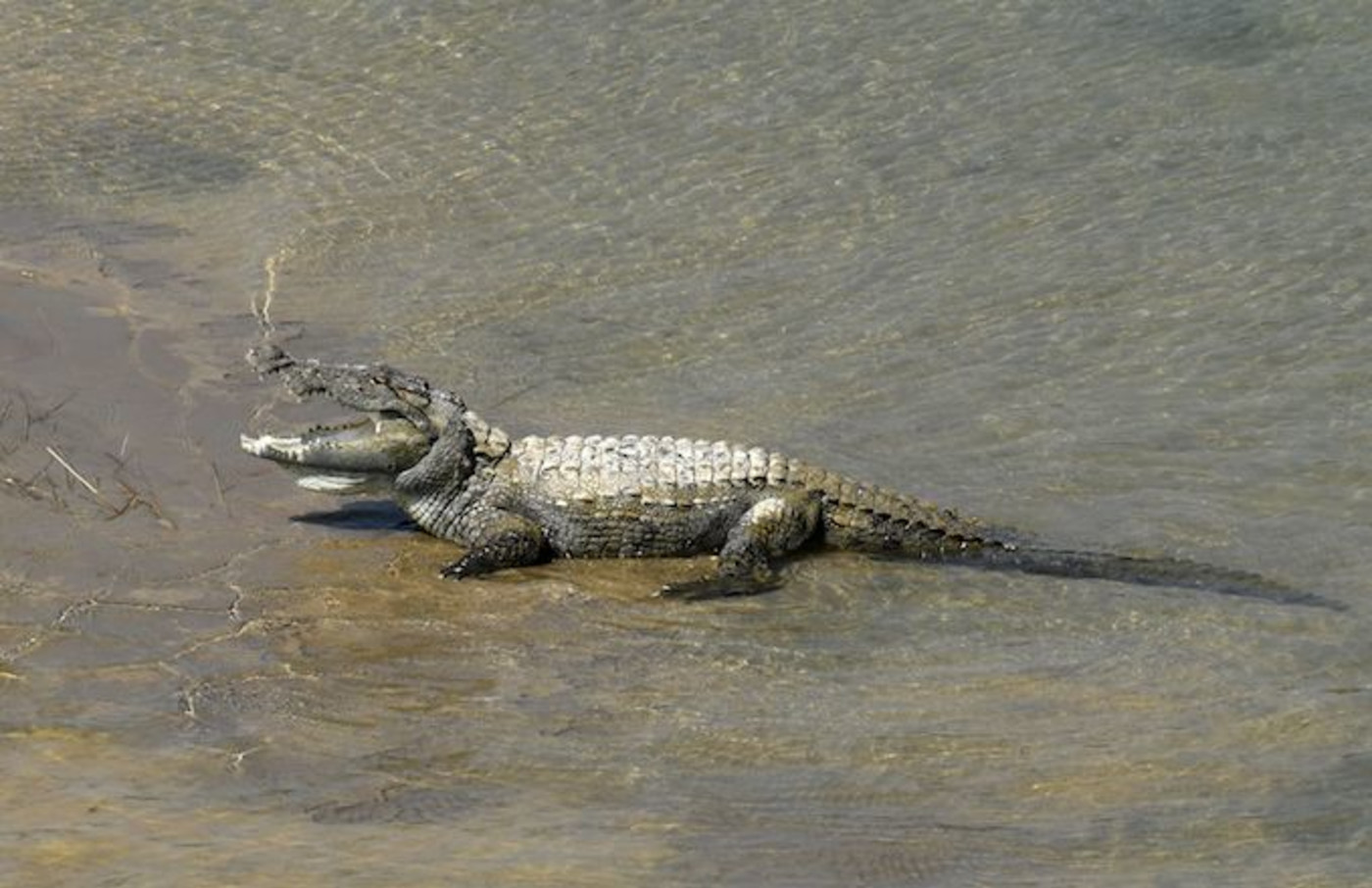 Florida Man Wearing Crocs Leaps Into Crocodile Pit | Complex