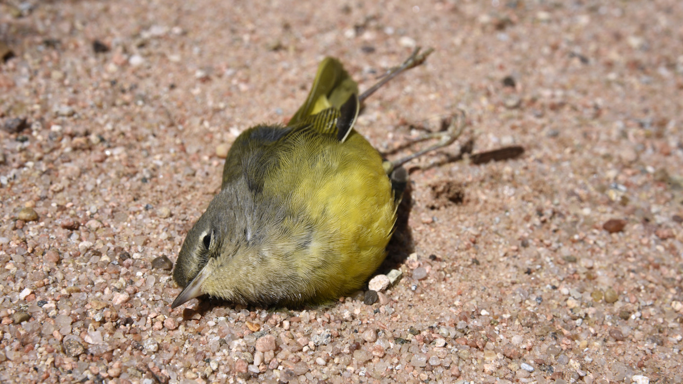 Birds Dropping Dead in New Mexico Could Be Caused by West Coast Wildfires |  Complex