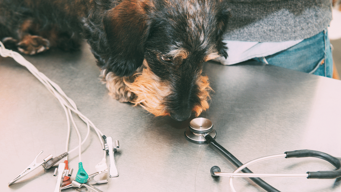 Dogs Being Trained To Potentially Detect If You Have Coronavirus