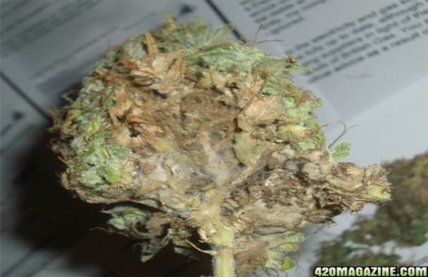 Weed Guide Everything To Know About Marijuana Complex
