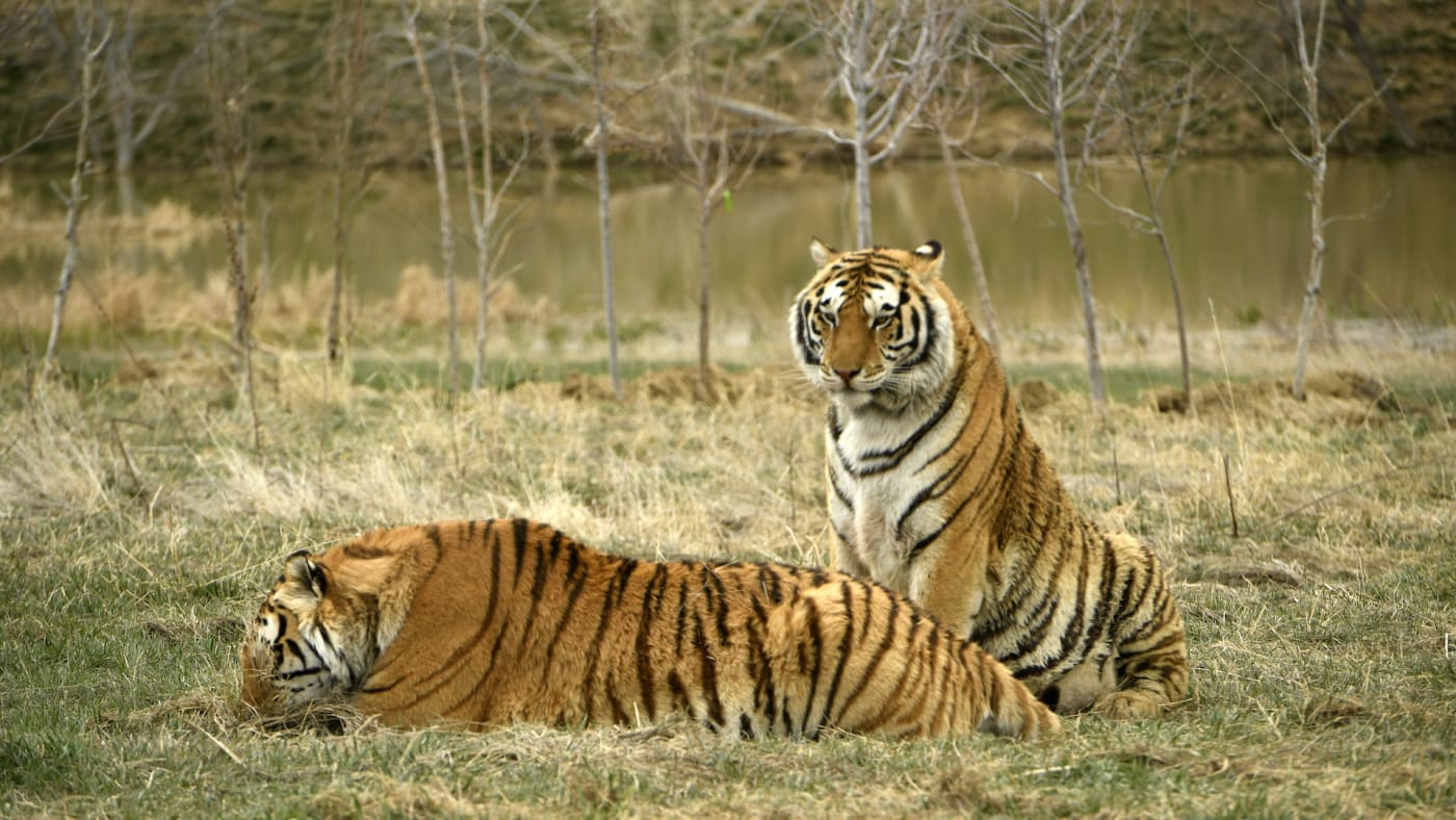 tiger king tigers
