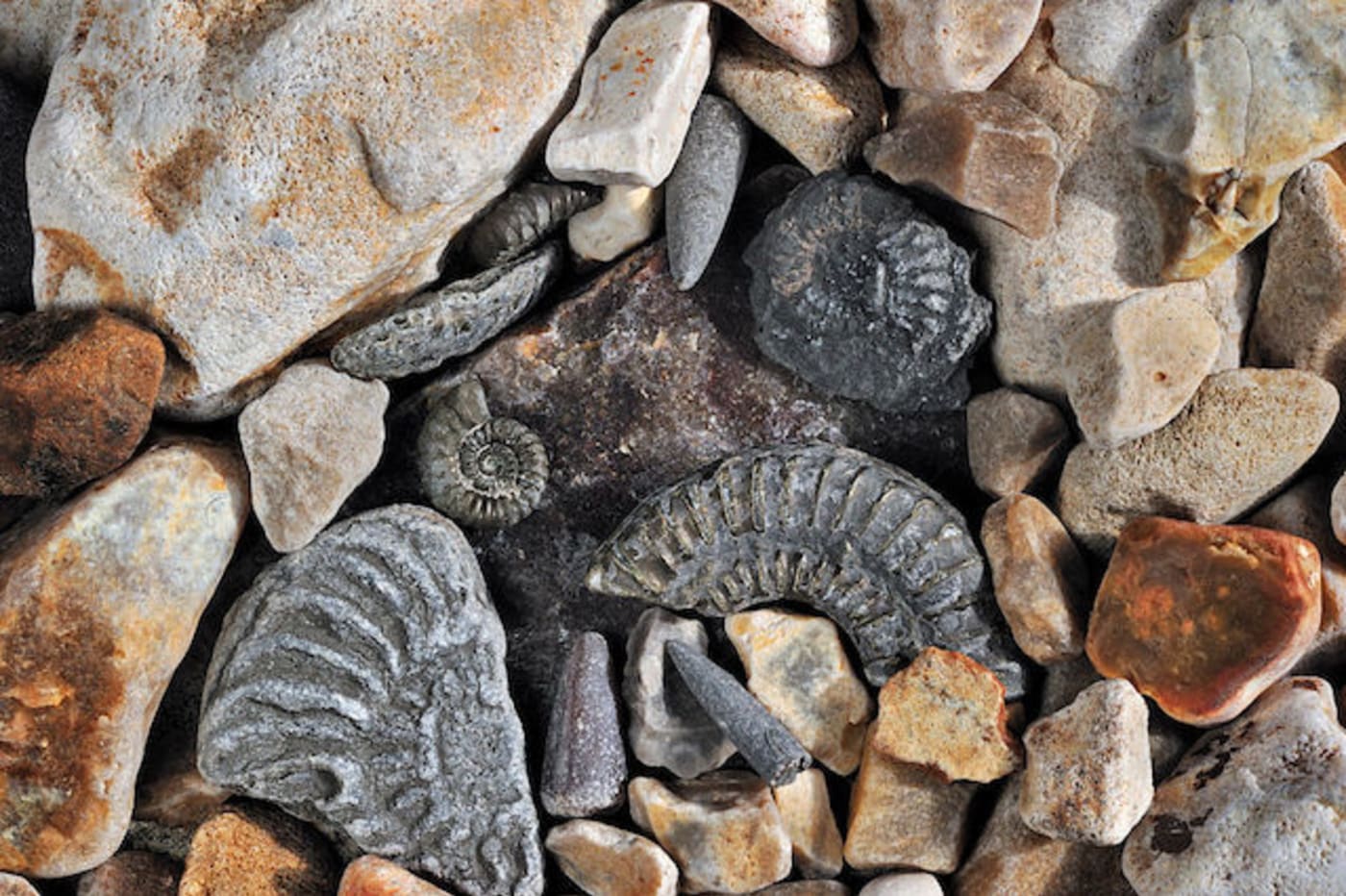 A 6YearOld Girl Accidentally Discovered a 65 MillionYearOld Fossil