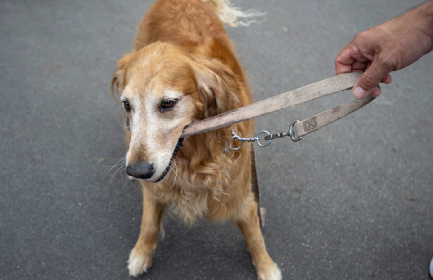 A golden retriever plays tug of war with its leash.