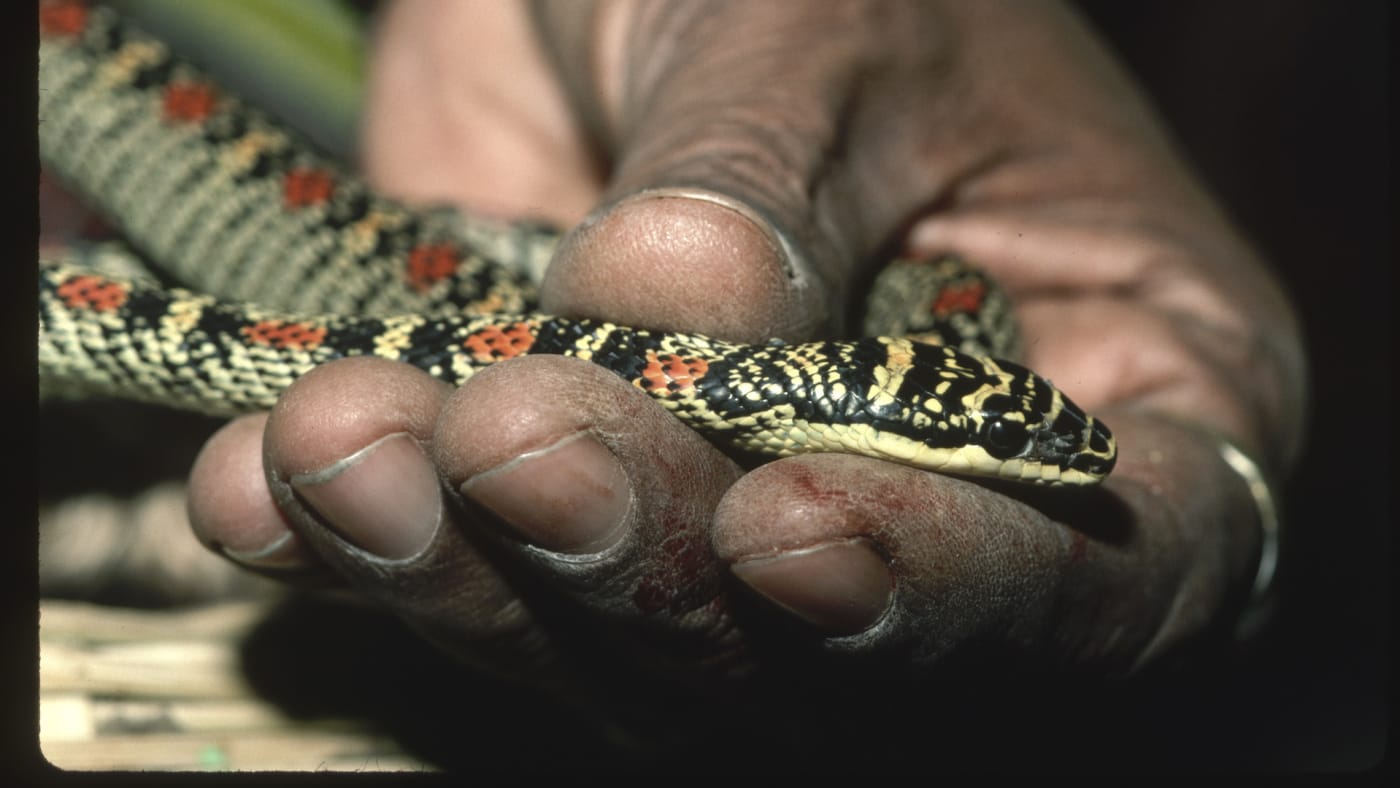 Some Snakes Can Glide Through the Air, Scientists Say Complex