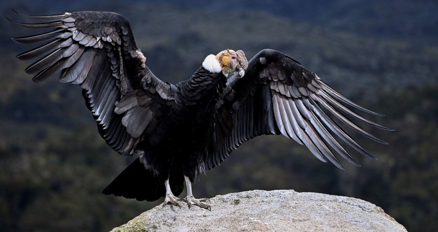 Group of Endangered Condors Invade California Woman’s Home Complex