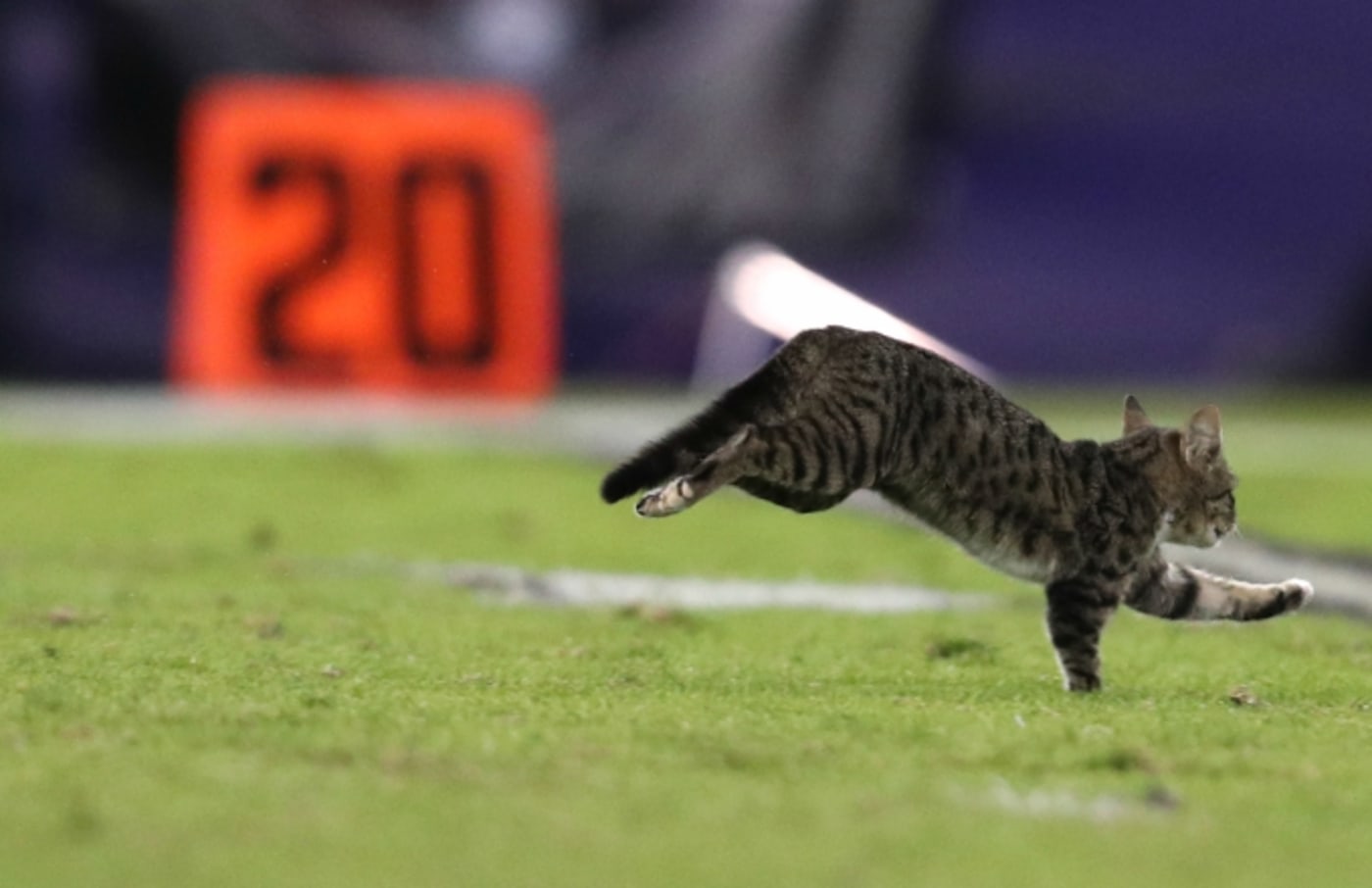Cat on the field during Dolphins/Ravens game.