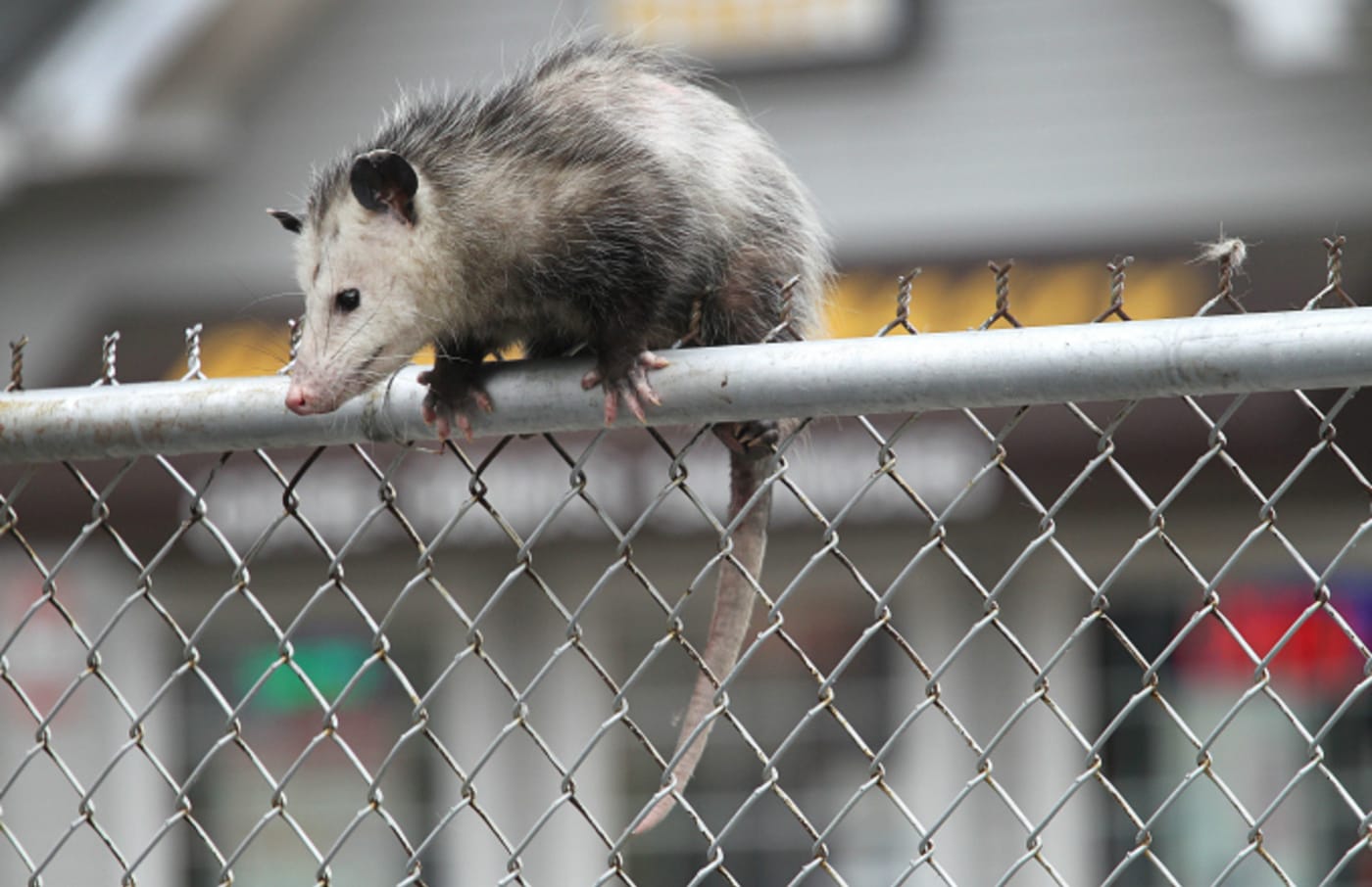 An opossum sits on top of a fence on Broadway in Lawrence, MA