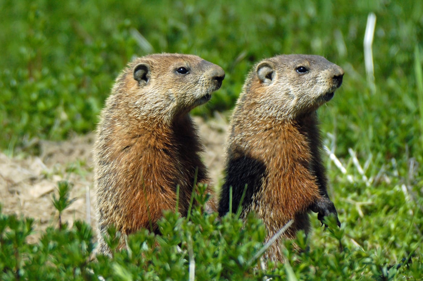 Quebec groundhogs standing