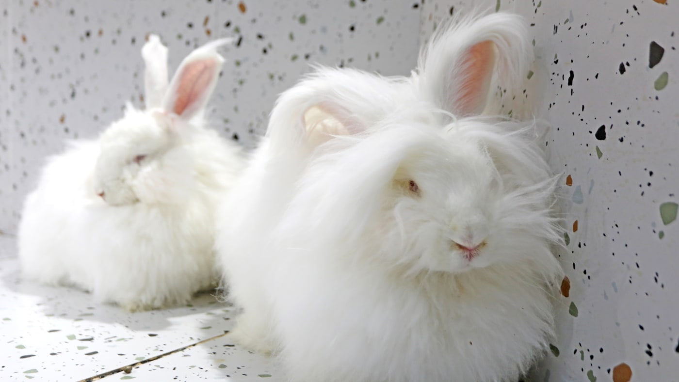 allegedly leaving severed rabbit heads