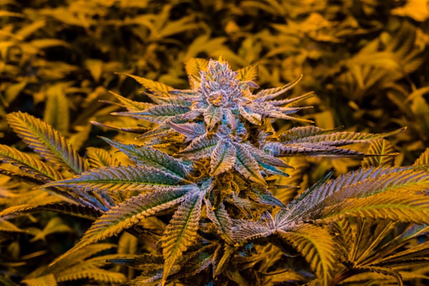 Weed Guide Everything To Know About Marijuana Complex