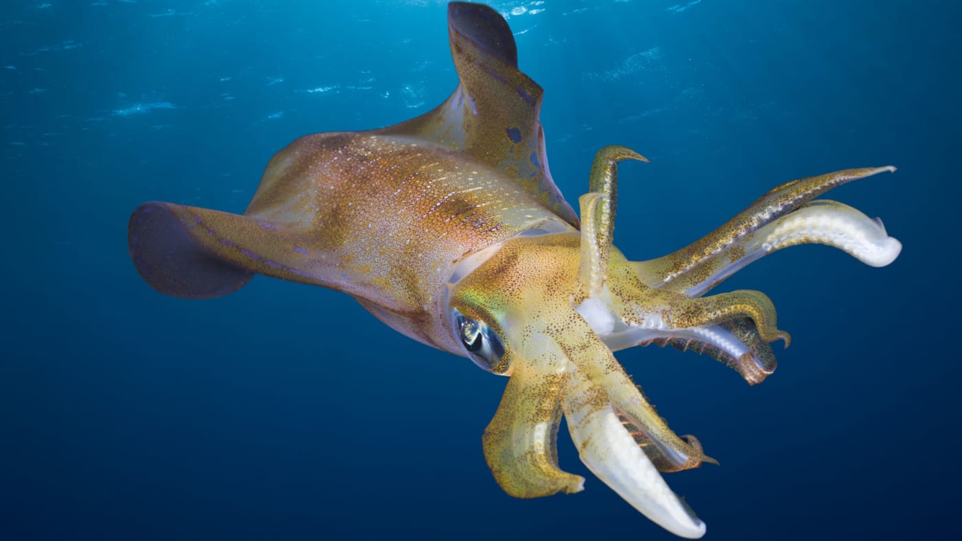 Bigfin Reef Squid.