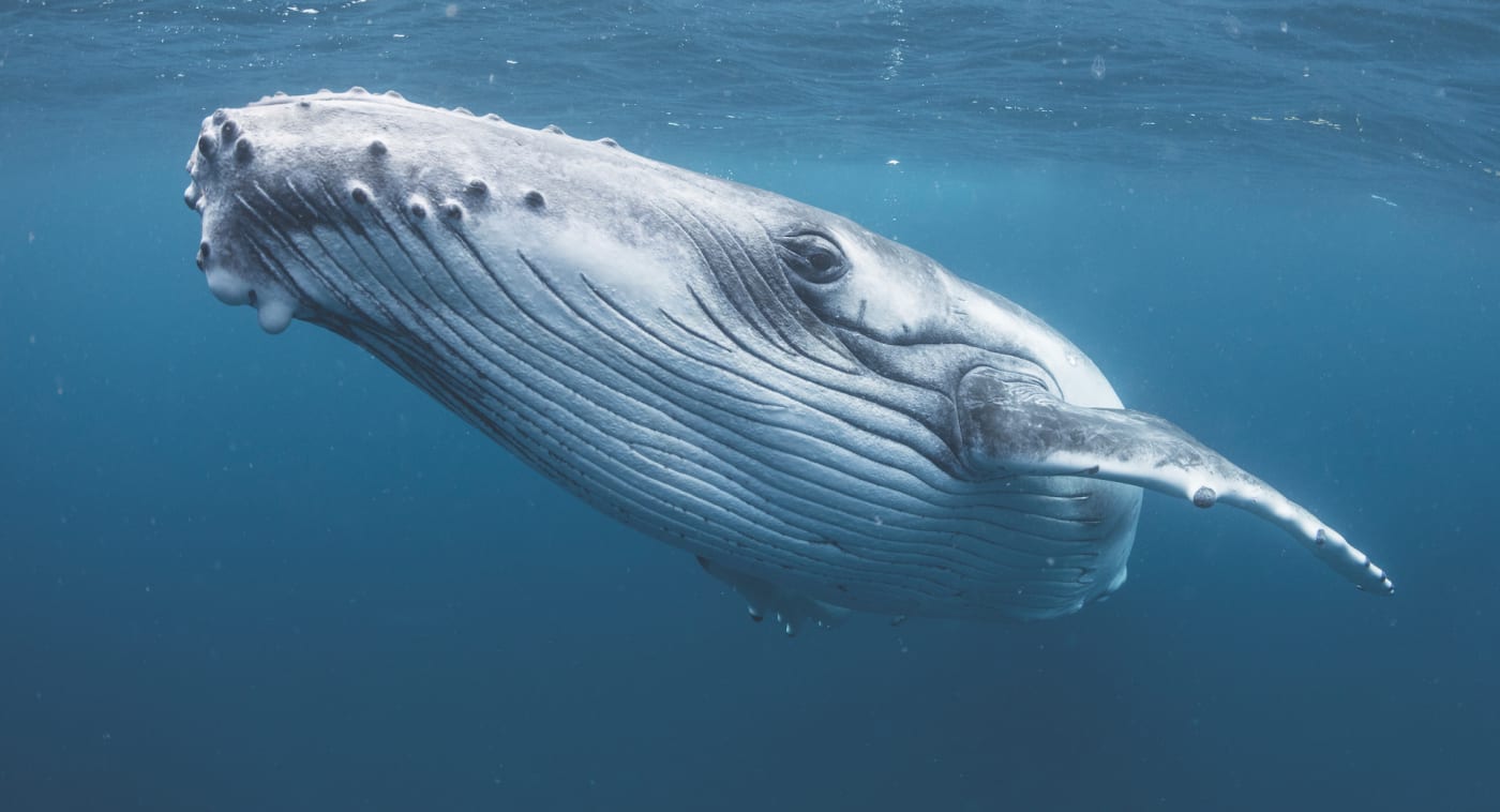 A humpback whale via Getty Images