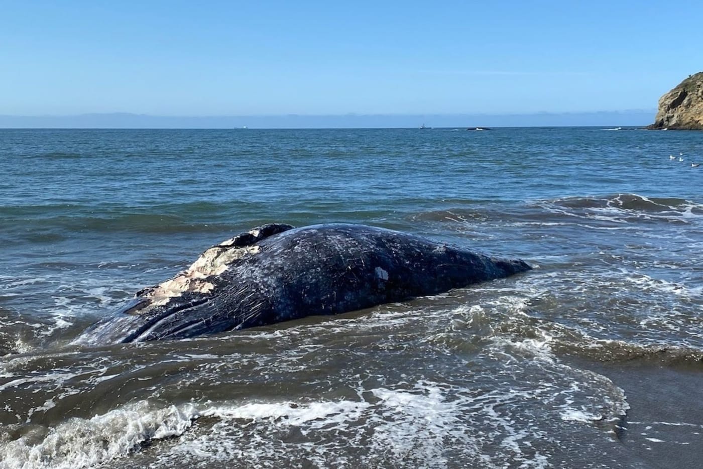 4-gray-whales-found-dead-in-san-francisco-in-9-days-complex