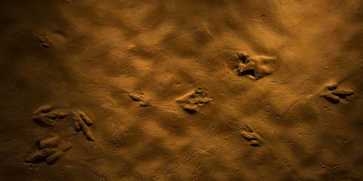 Fossilized dinosaur tracks