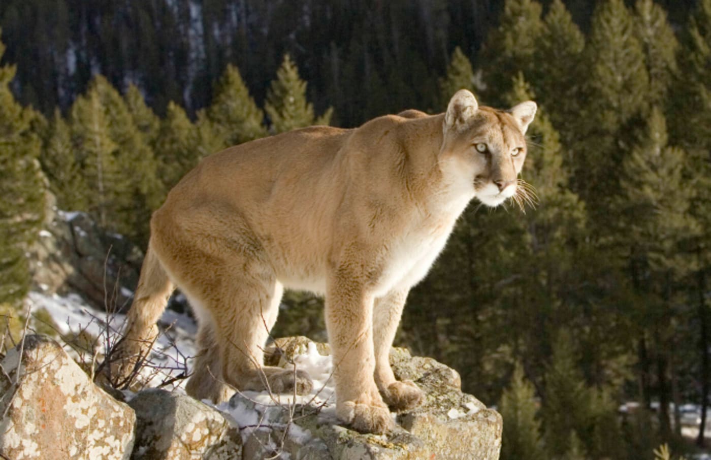 Puma standing on rocky perch North America