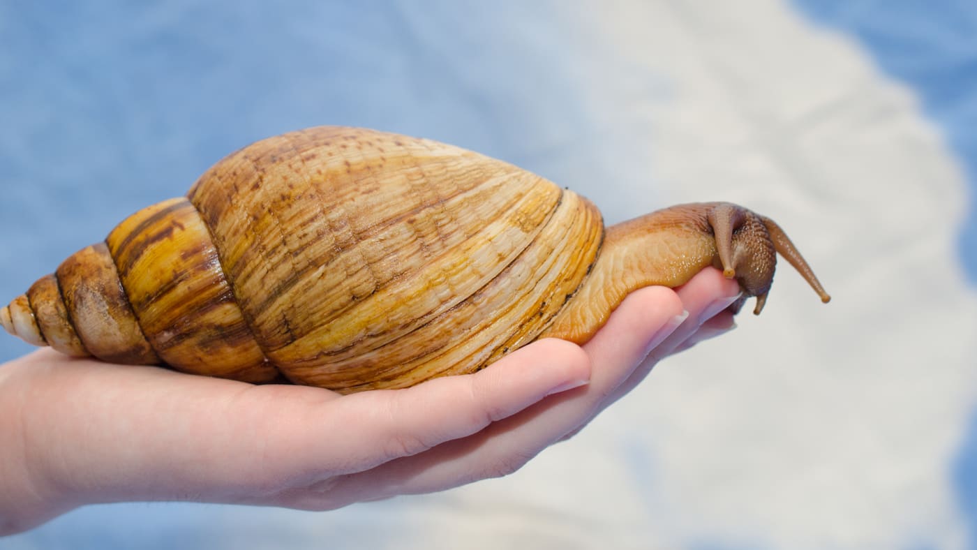 MeningitisCausing Snail Species Spotted in Florida Complex