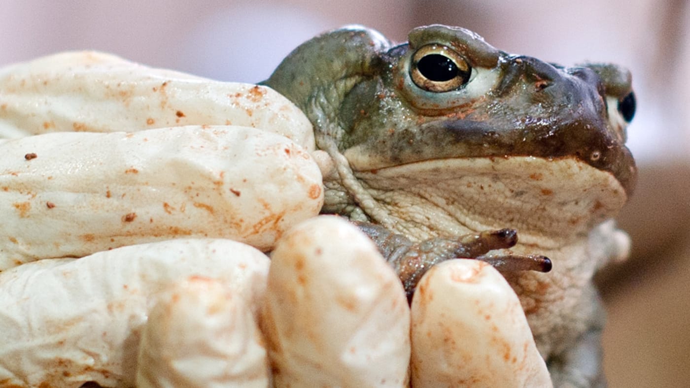 nacho vidal toad