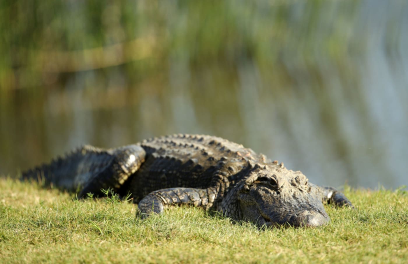 An alligator on the 18th green during the final round of the Zurich Classic
