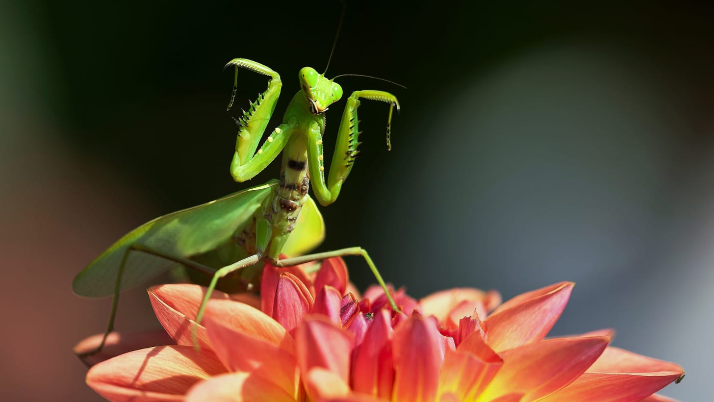 Viral Video Shows Praying Mantis Taking Out a ‘Murder Complex