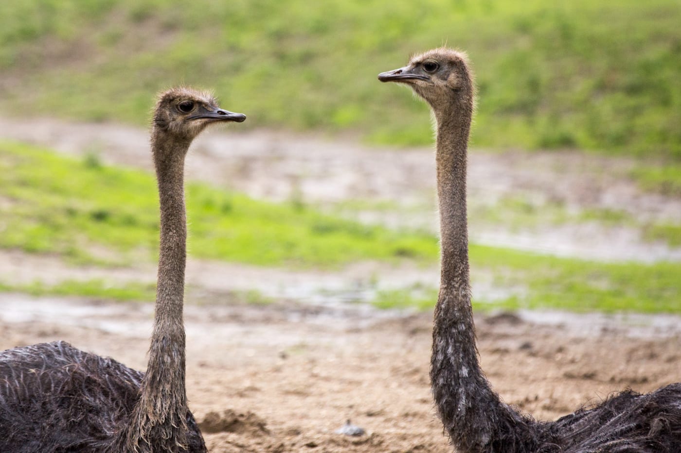 About 20 Escaped Ostriches Were on the Loose in Alberta | Complex CA